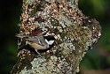 Coal tit - E